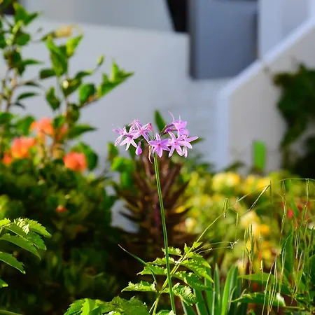 Hotel Aris Boutique Palaiochora